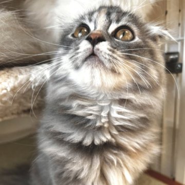 スコティッシュフォールド(折れ耳)【兵庫県・女の子・2025年8月22日・ブルーパッチドタビー&ホワイト（セミ〜ロング）】の写真「よく食べよく寝てよく遊ぶ子猫です🩶」