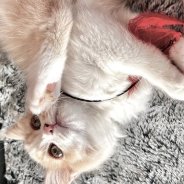 スコティッシュフォールド(立ち耳)【兵庫県・女の子・2025年8月22日・クリームタビー&ホワイト（セミ〜ロング）】の写真「いっつもお眠なお顔がキュート🩶」