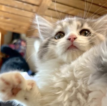 スコティッシュフォールド(立ち耳)【兵庫県・女の子・2025年8月6日・ダイリュートキャリコ（セミ〜ロング）】の写真「キュートなお顔の女の子🤍」