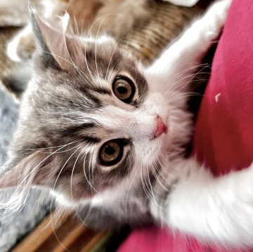 スコティッシュフォールド(立ち耳)【兵庫県・男の子・2025年8月6日・ブルータビー&ホワイト（セミ〜ロング）】の写真「キュートな男の子」