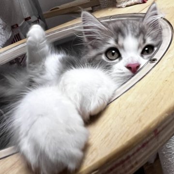 スコティッシュフォールド(立ち耳)【兵庫県・男の子・2025年8月6日・ブルータビー&ホワイト（セミ〜ロング）】の写真「キュートな男の子」