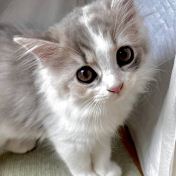 スコティッシュフォールド(立ち耳)【兵庫県・女の子・2025年8月6日・ダイリュートキャリコ（セミ〜ロング）】の写真「別嬪しゃんです🤎」