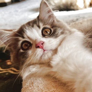 スコティッシュフォールド(立ち耳)【兵庫県・男の子・2025年8月6日・ブルータビー&ホワイト（セミ〜ロング）】の写真「キュートな男の子」