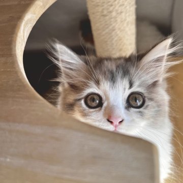 スコティッシュフォールド【兵庫県・女の子・2025年8月6日・ダイリュートキャリコ（セミ〜ロング）】の写真「キュートなお顔の女の子🤍」