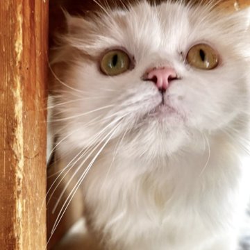 スコティッシュフォールド(折れ耳)【兵庫県・女の子・2024年11月7日・ダイリュートキャリコ（セミ〜ロング）】の写真「激烈甘えん坊な女の子です💕」
