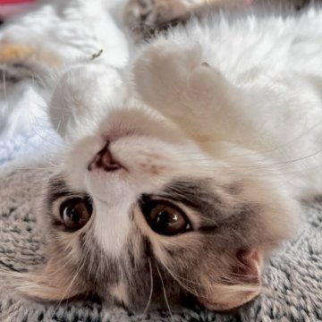 スコティッシュフォールド(折れ耳)【兵庫県・女の子・2025年6月21日・ブルーパッチドタビー&ホワイト（セミ〜ロング）】の写真「クリクリお目目の元気っこ😘」