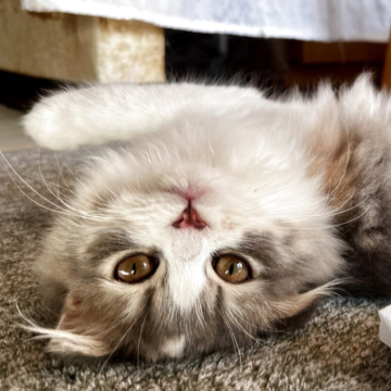 スコティッシュフォールド(折れ耳)【兵庫県・女の子・2025年6月21日・ブルーパッチドタビー&ホワイト（セミ〜ロング）】の写真「クリクリお目目の元気っこ😘」