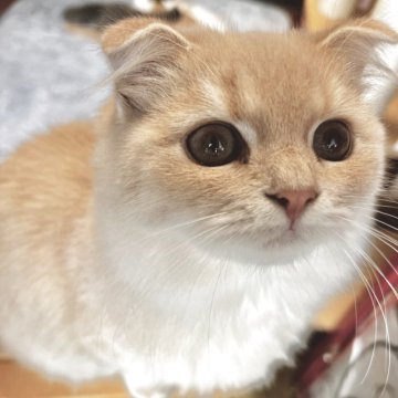 スコティッシュフォールド(立ち耳)【兵庫県・女の子・2025年6月21日・クリームマッカレルタビー（セミ〜ロング）】の写真「性格はおっとりタイプ。」