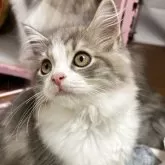 スコティッシュフォールド(立ち耳)