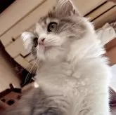 スコティッシュフォールド(立ち耳)