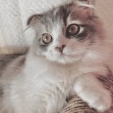 スコティッシュフォールド(折れ耳)