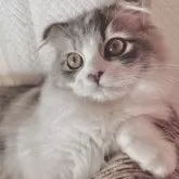 スコティッシュフォールド(折れ耳)