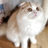 スコティッシュフォールド(折れ耳)