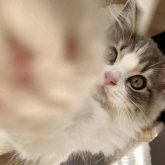 スコティッシュフォールド(立ち耳)