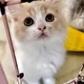 スコティッシュフォールド(立ち耳)