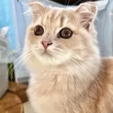 スコティッシュフォールド(立ち耳)