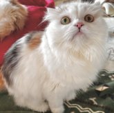 スコティッシュフォールド(折れ耳)