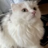 スコティッシュフォールド(折れ耳)