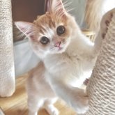 スコティッシュフォールド(立ち耳)