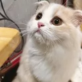 スコティッシュフォールド(折れ耳)