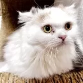 スコティッシュフォールド(折れ耳)