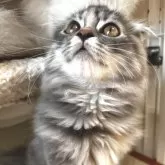 スコティッシュフォールド(折れ耳)