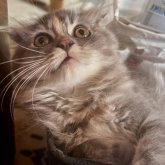 スコティッシュフォールド(折れ耳)