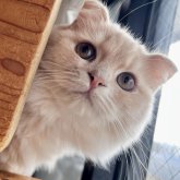 スコティッシュフォールド(立ち耳)