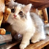 スコティッシュフォールド(立ち耳)