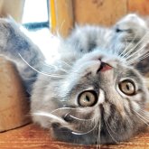 スコティッシュフォールド(折れ耳)