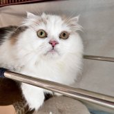 スコティッシュフォールド(折れ耳)