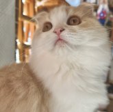 スコティッシュフォールド(折れ耳)