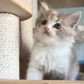 スコティッシュフォールド(立ち耳)