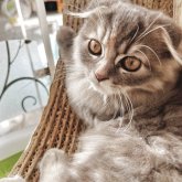 スコティッシュフォールド(折れ耳)