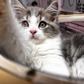 スコティッシュフォールド(立ち耳)