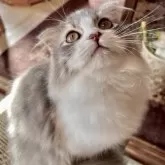 スコティッシュフォールド(折れ耳)【兵庫県・女の子・2025年6月21日・ブルーパッチドタビー&ホワイト】の写真1