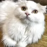スコティッシュフォールド(折れ耳)