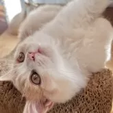 スコティッシュフォールド(立ち耳)