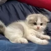 スコティッシュフォールド(折れ耳)【兵庫県・男の子・2025年2月12日・ブルー&ホワイト】の写真1