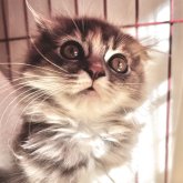 スコティッシュフォールド(折れ耳)