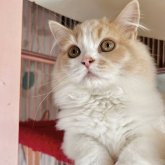 スコティッシュフォールド(立ち耳)