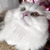 スコティッシュフォールド(折れ耳)