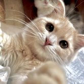 スコティッシュフォールド(立ち耳)