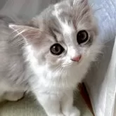 スコティッシュフォールド(立ち耳)