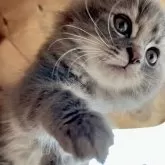 スコティッシュフォールド(折れ耳)