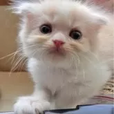 スコティッシュフォールド(折れ耳)