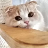 スコティッシュフォールド(折れ耳)