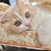 スコティッシュフォールド(立ち耳)