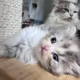 スコティッシュフォールド(立ち耳)【兵庫県・女の子・2025年8月6日・ダイリュートキャリコ】の写真2