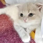 スコティッシュフォールド(立ち耳)【兵庫県・女の子・2025年6月21日・クリームマッカレルタビー】の写真3